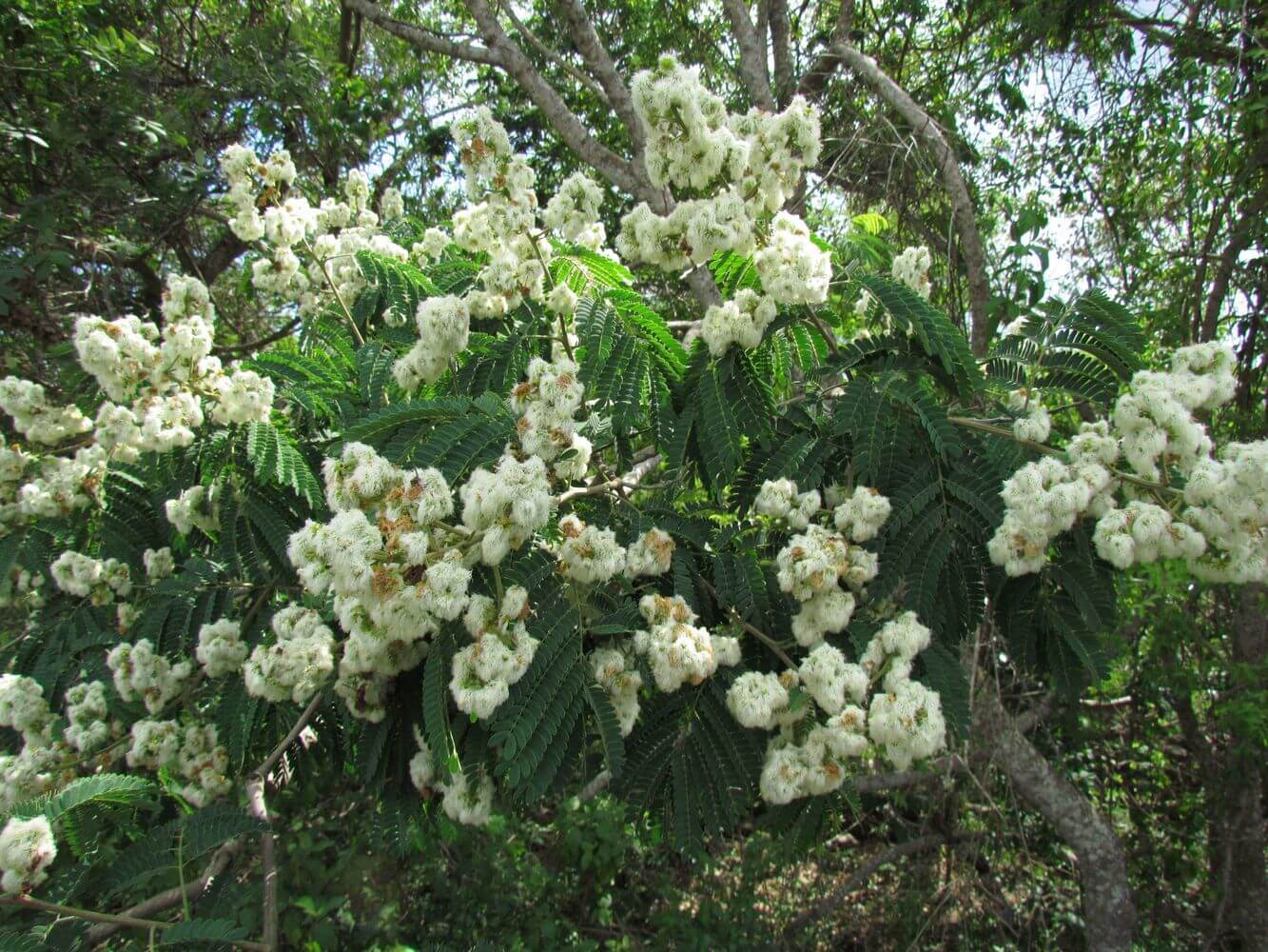 Albizia tomentosa